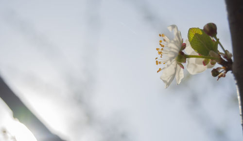 Close-up of white flowering plant