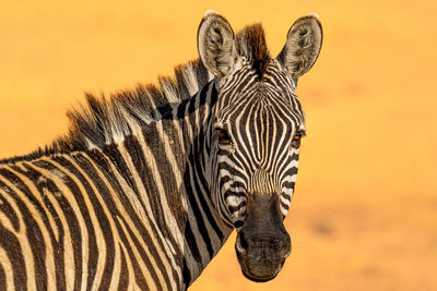 Zebra on field