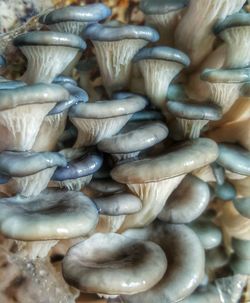 Full frame shot of shells