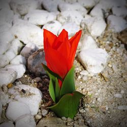 Close-up of red flower