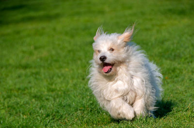 Playful little white dog, coton de tulear - image