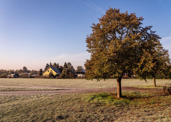 Trees on field against clear sky