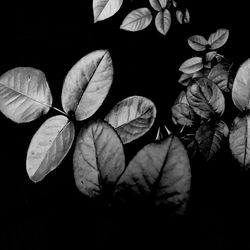 Close-up of leaves