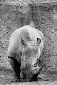 Rhinoceros standing on ground