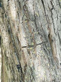 Full frame shot of tree trunk