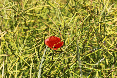 Close-up of poppy blooming outdoors