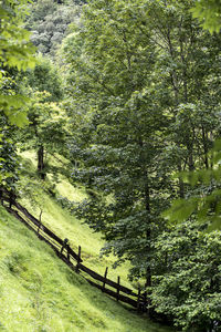 Scenic view of trees in forest