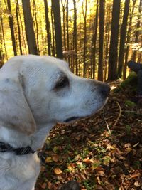 Close-up of dog in forest