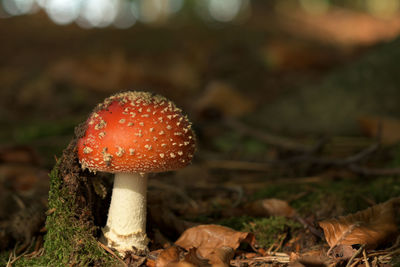 Close-up of mushroom growing in forest