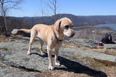 Dog looking at camera