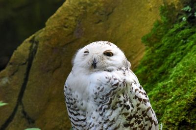Close-up of snowy owl