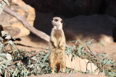 View of an animal on field