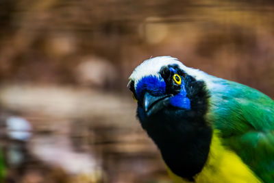 Close-up of parrot