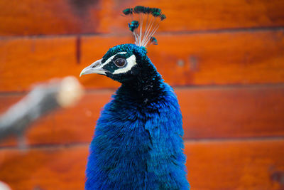 Close-up of a peacock