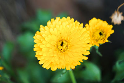 Close-up of bee pollinating on yellow flower