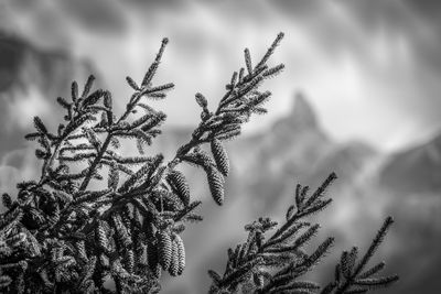 Low angle view of plant against sky during winter