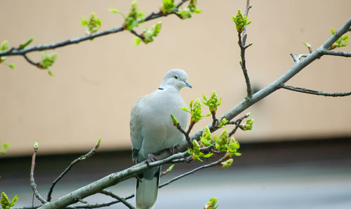 Bird perching on branch