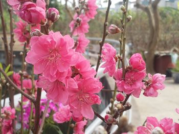 Close-up of pink flowers blooming on tree