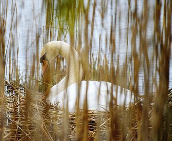 Swan in nest