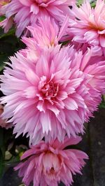 Close-up of pink dahlia blooming outdoors