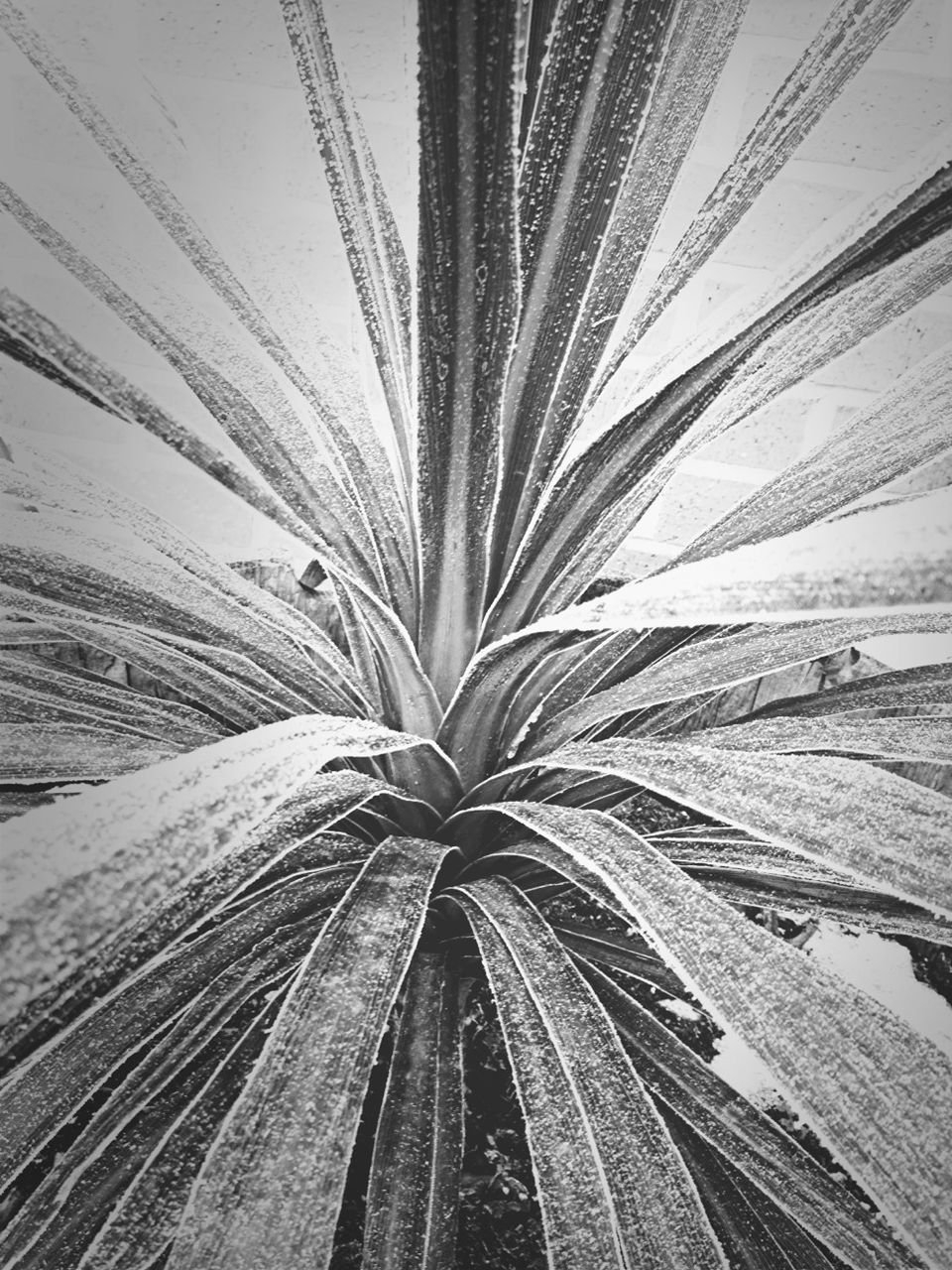 close-up, nature, growth, day, full frame, backgrounds, outdoors, natural pattern, no people, beauty in nature, plant, high angle view, pattern, textured, fragility, freshness, leaf, tranquility, detail, cold temperature