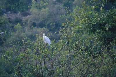 Bird perching on a tree