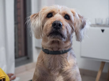 Close-up portrait of dog