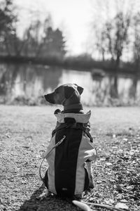 Rear view of woman standing on field