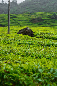 Scenic view of field