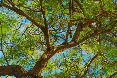 Low angle view of trees in forest