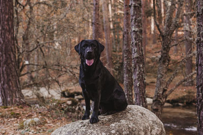 Dog in a forest