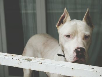 Close-up portrait of dog