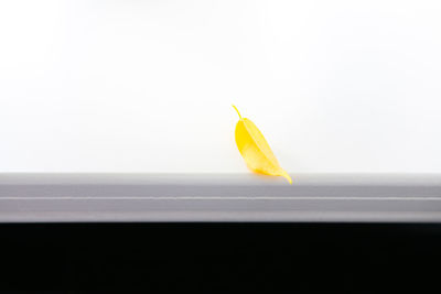 Close-up of yellow leaf over white background