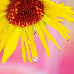 Close-up of yellow flower