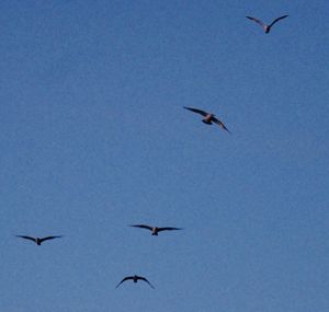 Low angle view of birds flying in sky