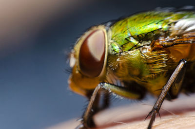 Close-up of fly