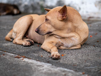 The  stray dog resting on footpath