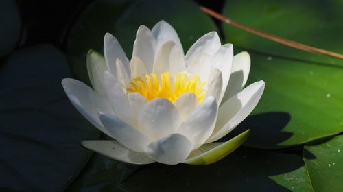 Close-up of lotus water lily blooming in pond