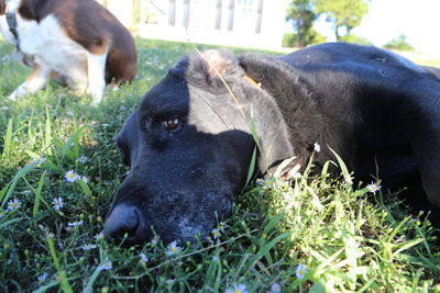 Close-up of black dog relaxing on grass