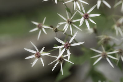 Close-up of plant