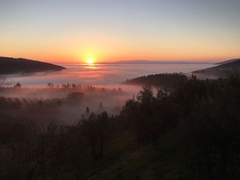 Trees growing on field against sky during foggy weather