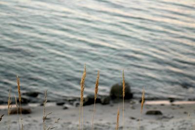 Close-up of plant on beach