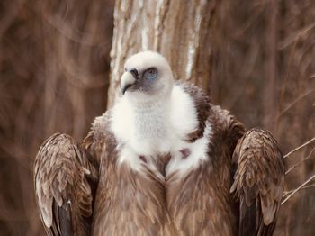 Close-up of bird