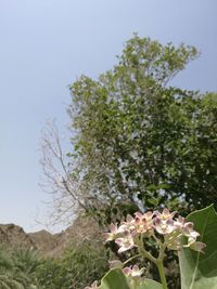 Flowers growing on tree