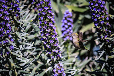 View of purple flowering plants