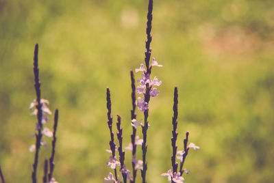 Close-up of plant growing on field