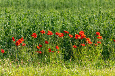 Close-up of red poppy flowers on field