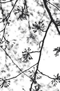 Low angle view of bare branches against sky