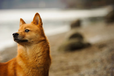 Close-up of finnish spitz at beach