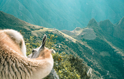 View of an animal on mountain